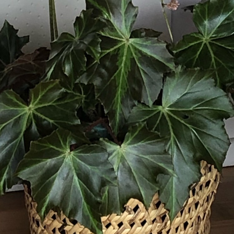 plant image 1151683