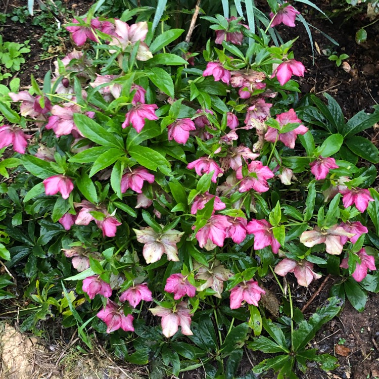 Plant image Helleborus x hybridus 'Pink Lady' (Lady Series)