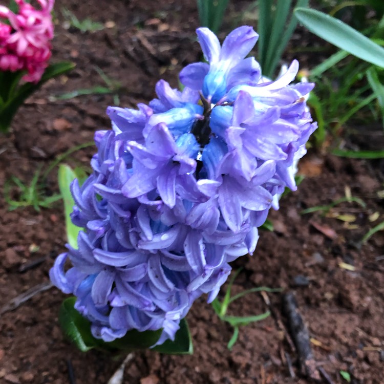 plant image 1154047