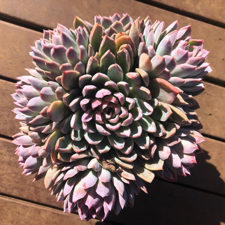 plant image 1156678