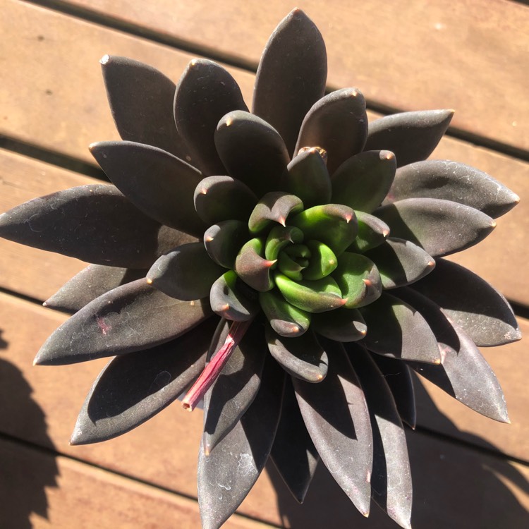 plant image 1156680