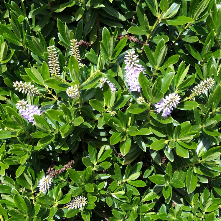 plant image 1156900