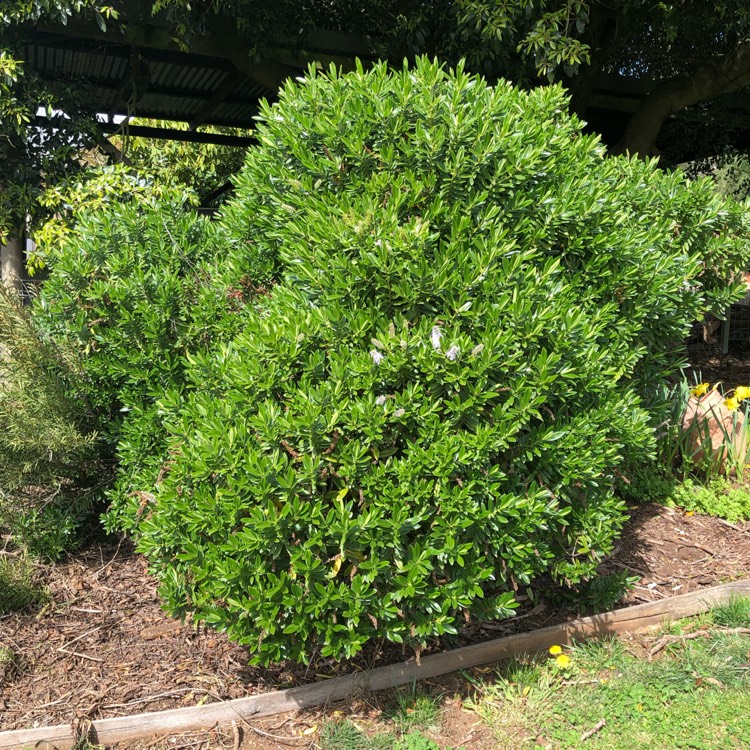plant image 1156901