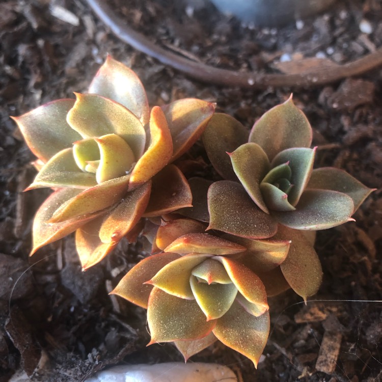 Plant image Echeveria Green Smile