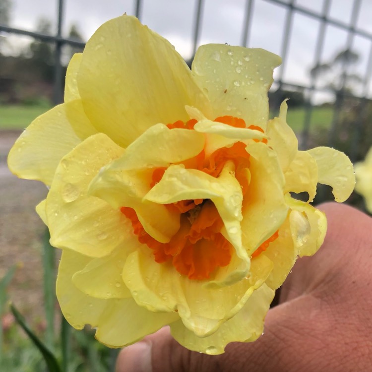 Plant image Narcissus 'Double Fashion'