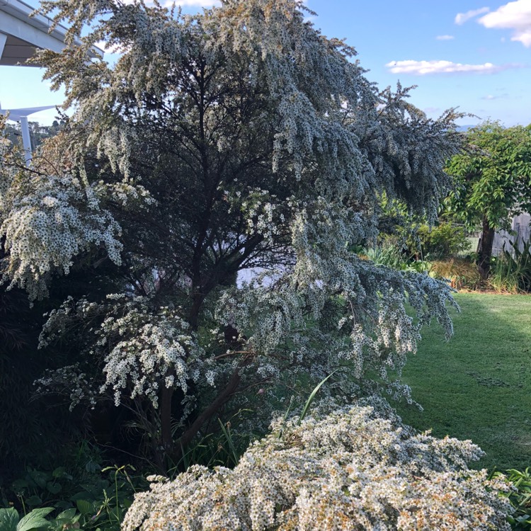 Plant image Chamelaucium uncinatum 'Album'