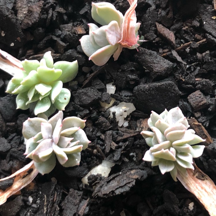 plant image 1161774