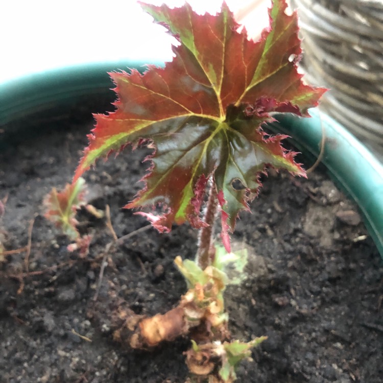 plant image 1162925