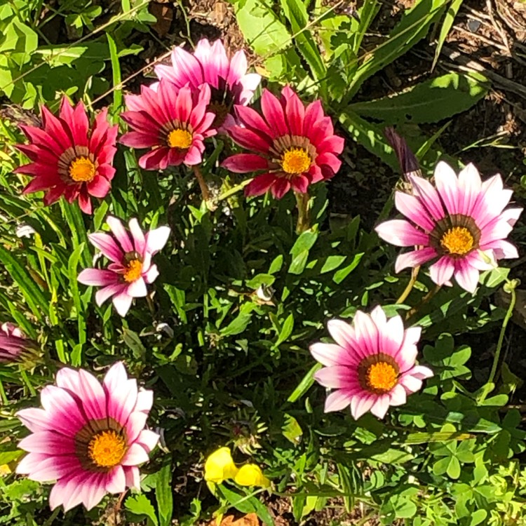 Plant image Gazania 'Kiss Rose'