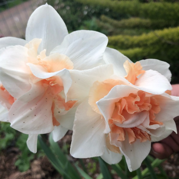 Narcissus 'Delnashaugh', Daffodil 'Delnashaugh' (Double) - uploaded by  @vivo44