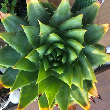 Aloe Polyphylla