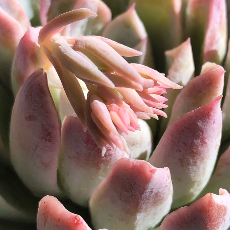 plant image 1171439