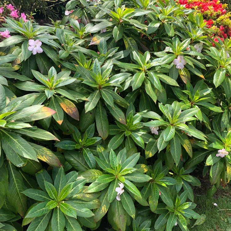 plant image 1171567