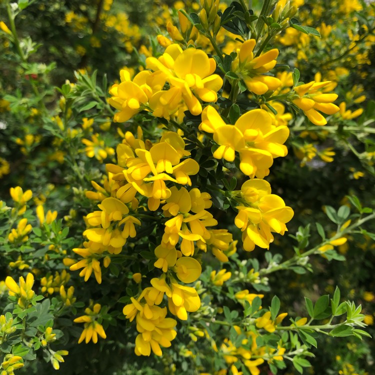 Plant image Cytisus scoparius syn. Sarothamnus scoparius