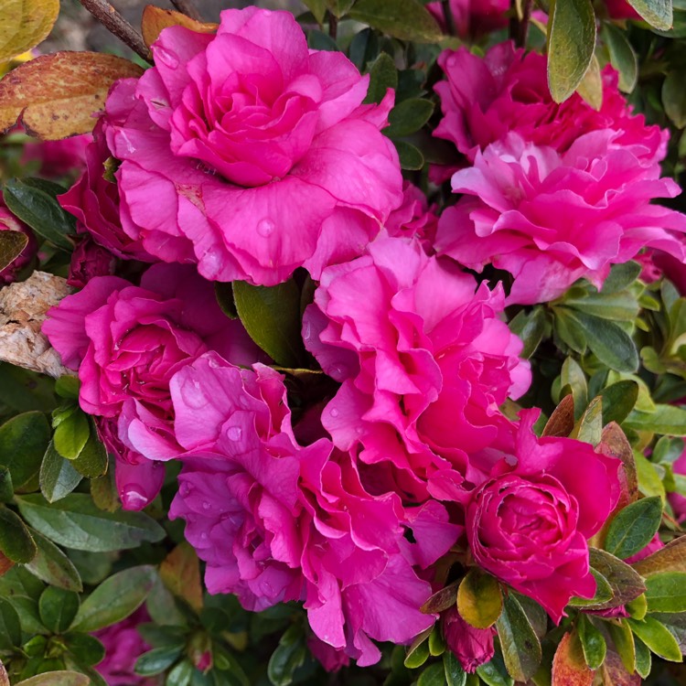 plant image 1172501