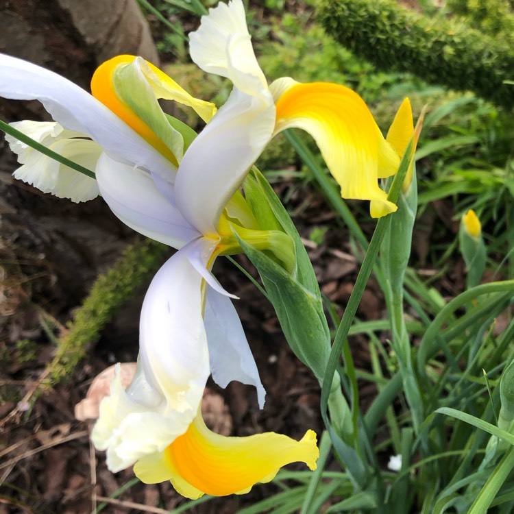 plant image 1173508