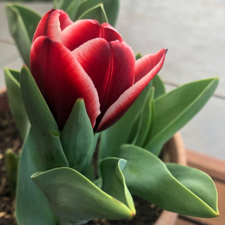 Plant image Tulipa 'Armani'