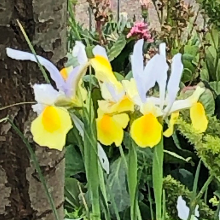 plant image 1175863