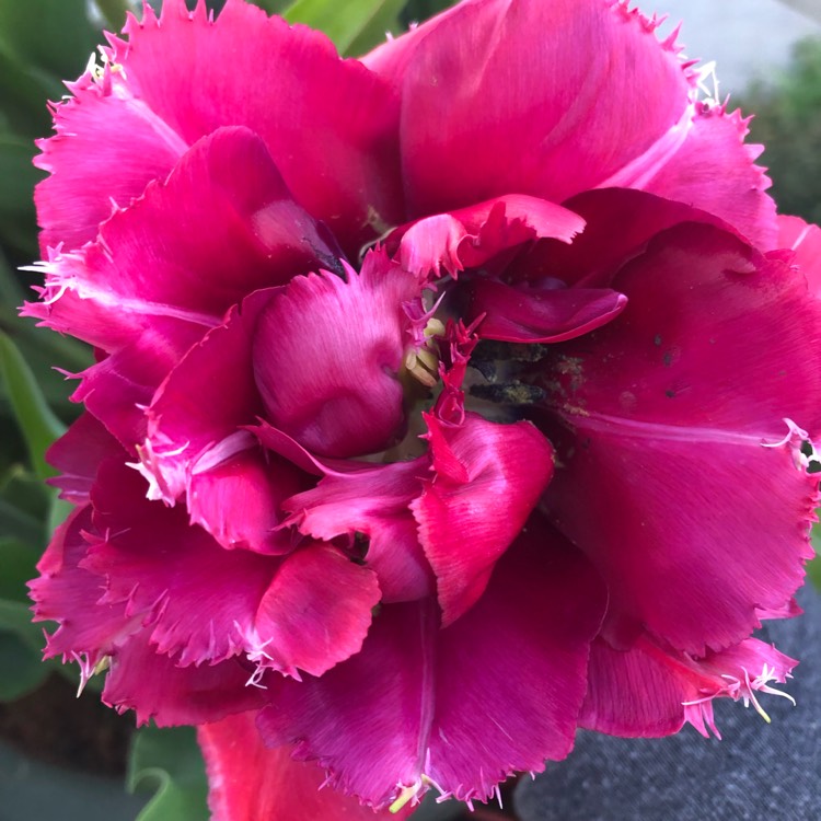 Plant image Tulipa 'Mascotte'