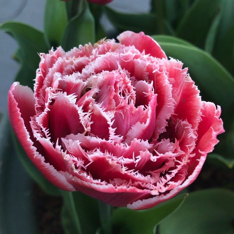 Plant image Tulipa 'Brest'