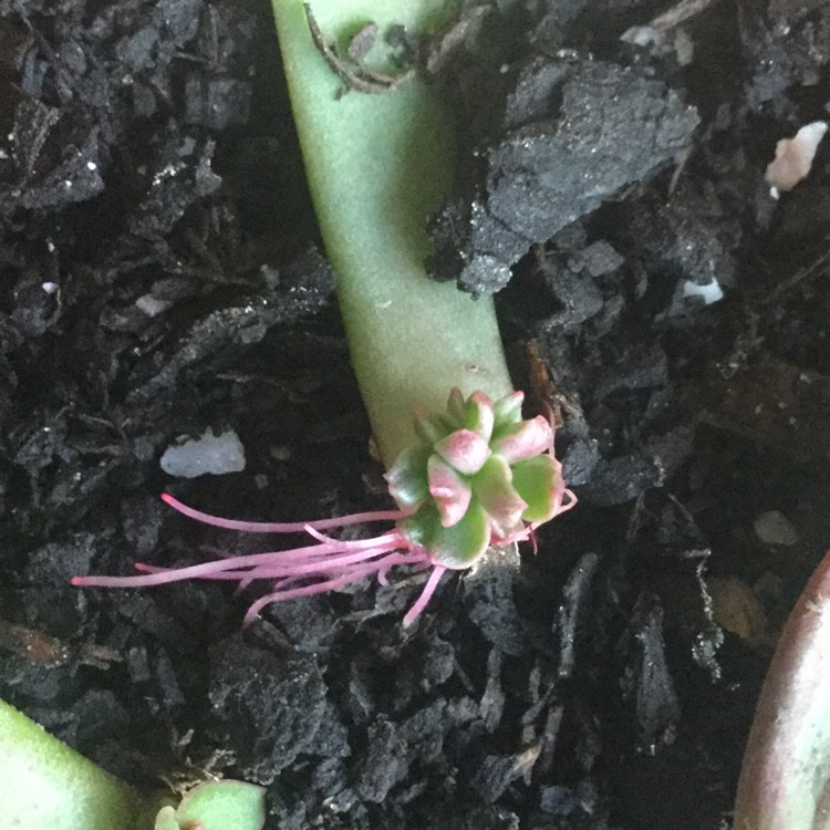 plant image 1177537