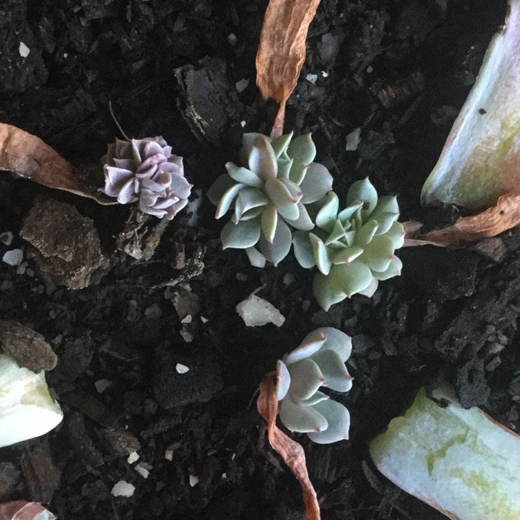 plant image 1177539