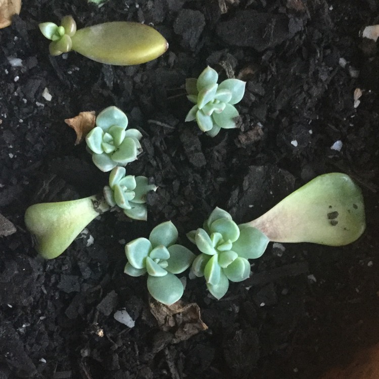 plant image 1177542