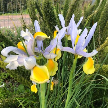 Iris x hollandica