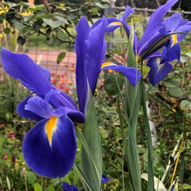 Iris x hollandica 'Blue Magic'