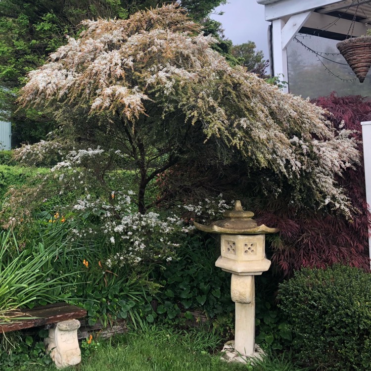 Plant image Chamelaucium uncinatum 'Album'