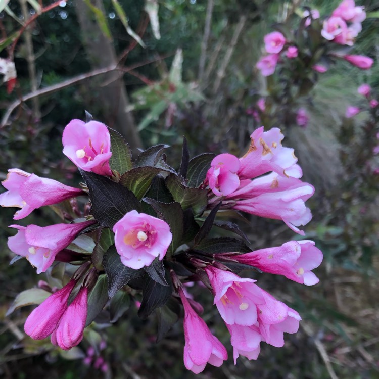 Plant image Weigela 'Dark Horse'