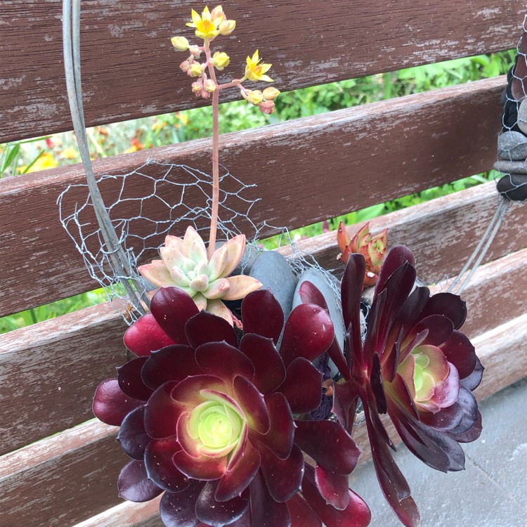 plant image 1187562