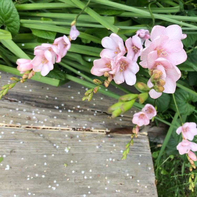 plant image 1191233