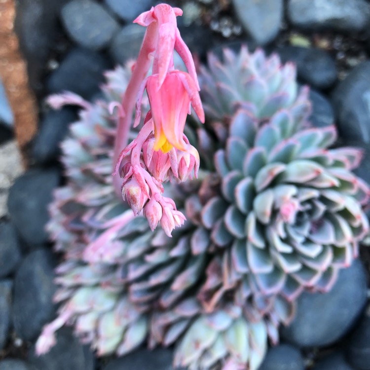 plant image 1191914