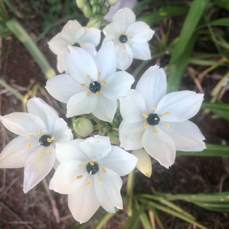 Plant image Ornithogalum arabicum