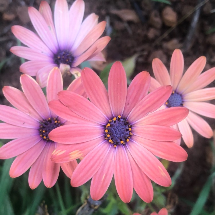 Plant image Osteospermum