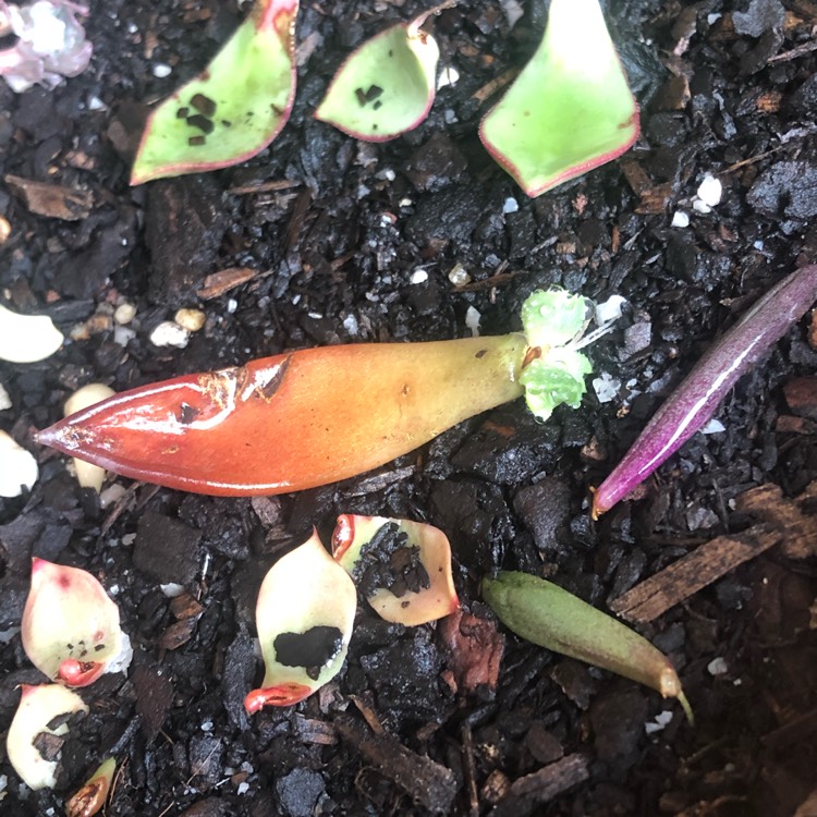 plant image 1209648