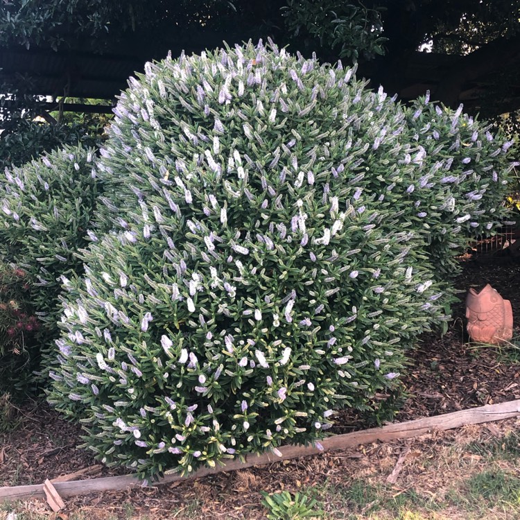 Plant image Hebe 'Zilk' syn. Hebe 'HebeDonna Jenna'