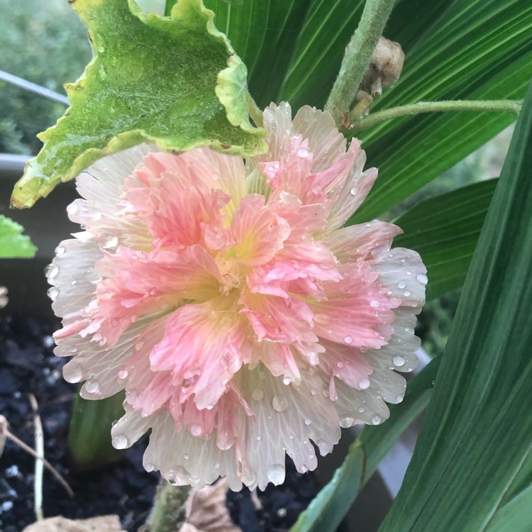 Plant image Alcea rosea 'Spring Celebrities Apricot' (Spring Celebrities Series)