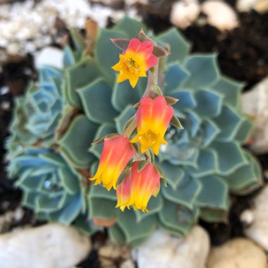 Echeveria