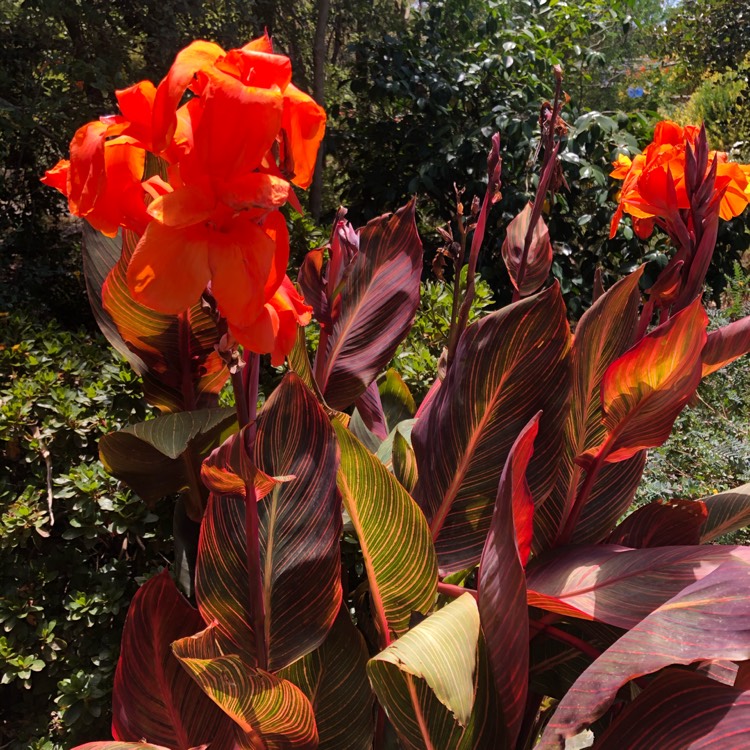 plant image 1221527 plant image 1221527