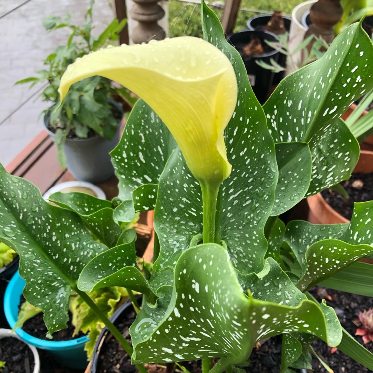 Plant image Zantedeschia pentlandii