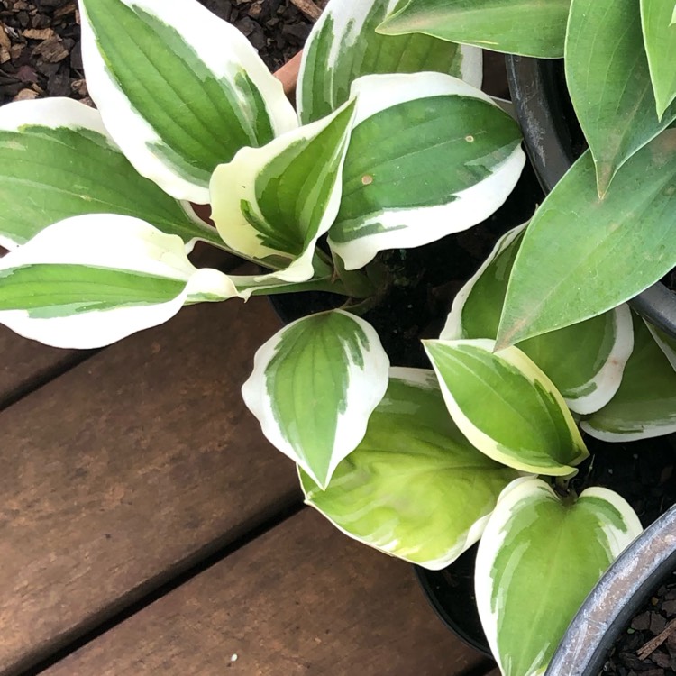 Plant image Hosta 'Patriot'