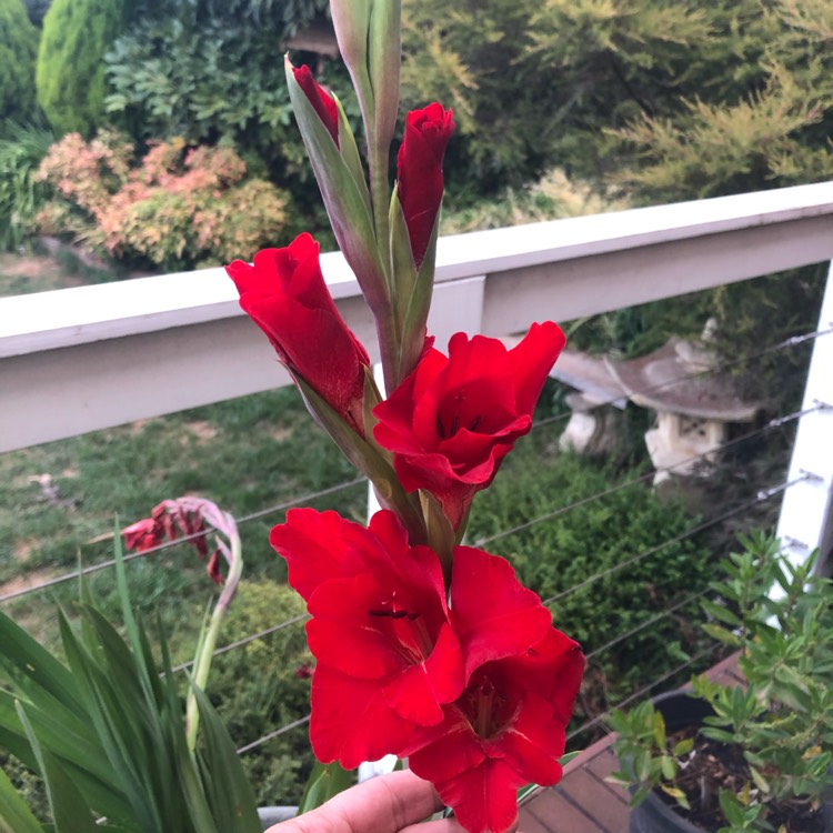 Plant image Gladiolus 'Oscar'