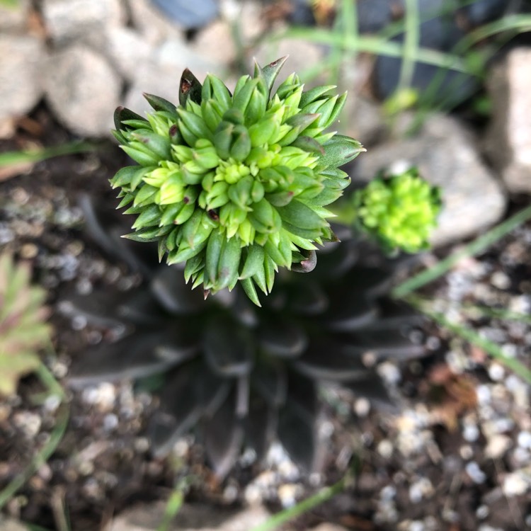 plant image 1239264