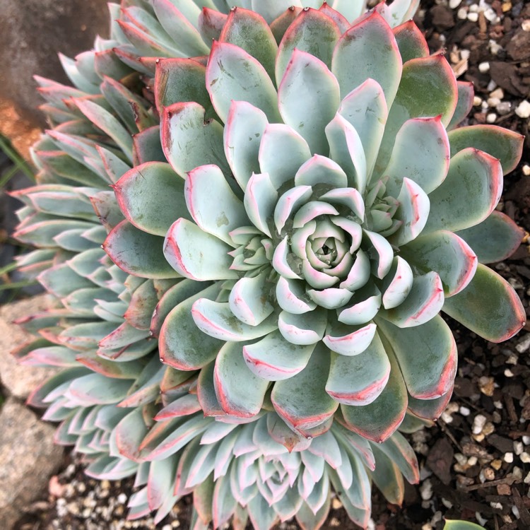 plant image 1239265