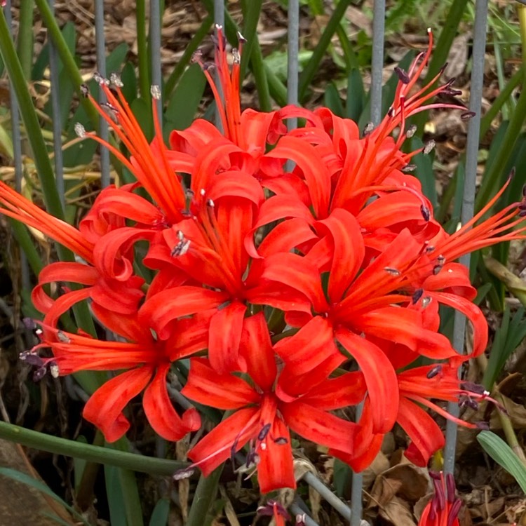 Plant image Lycoris radiata