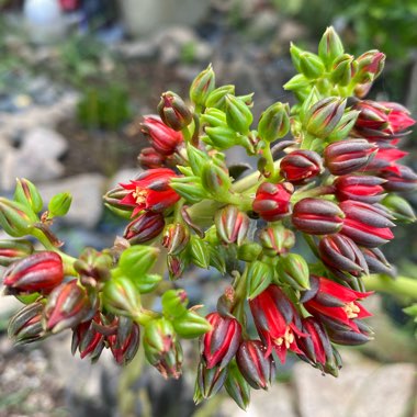 Echeveria Affinis sp.
