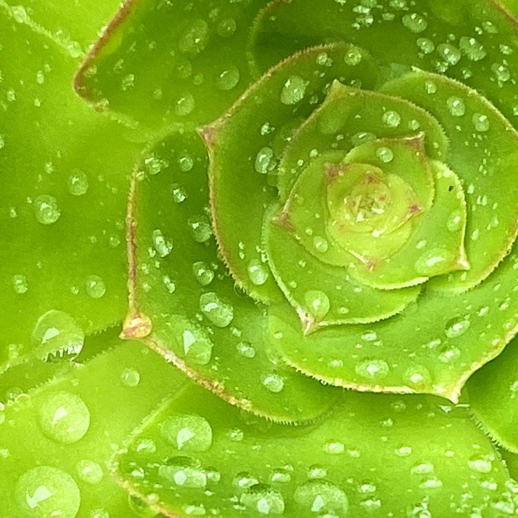 plant image 1299411