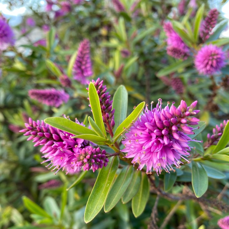 plant image 1324363